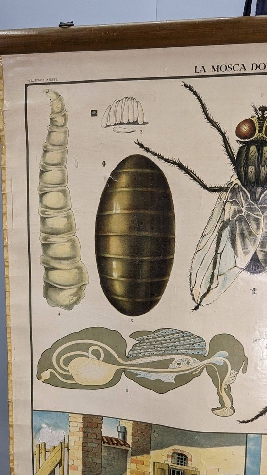 Affiche Entomologique Ancienne Chromolithographie