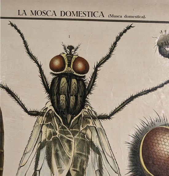Affiche Entomologique Ancienne Chromolithographie