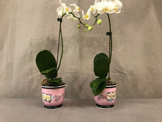Paire De Mini  Cache-Pots En Porcelaine D’époque 19ème