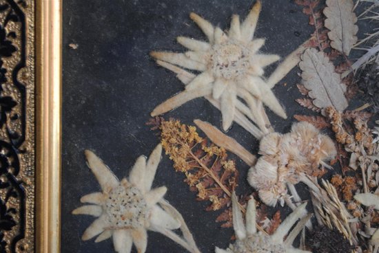 Souvenir Des Alpes Composition De Fleurs Séchées Fin XIXème