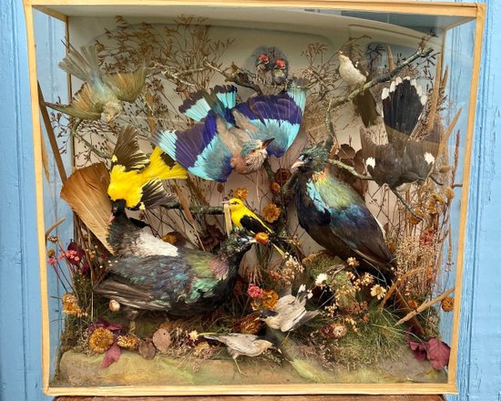 Ornithological Showcase Or Naturalist Showcase With Birds, XXth Century