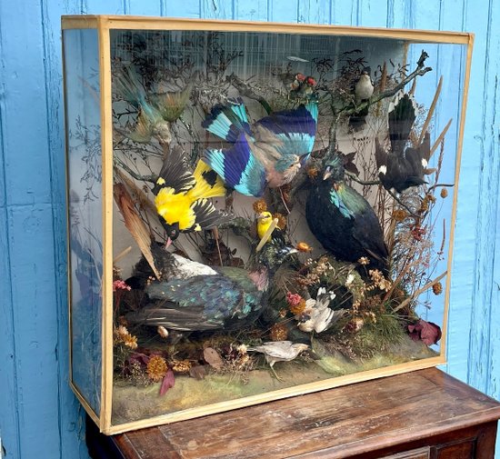 Ornithological Showcase Or Naturalist Showcase With Birds, XXth Century