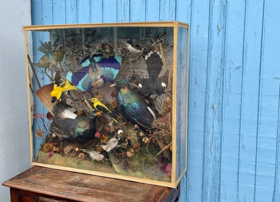Ornithological Showcase Or Naturalist Showcase With Birds, XXth Century