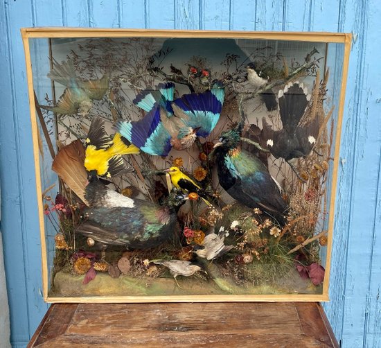 Ornithological Showcase Or Naturalist Showcase With Birds, XXth Century