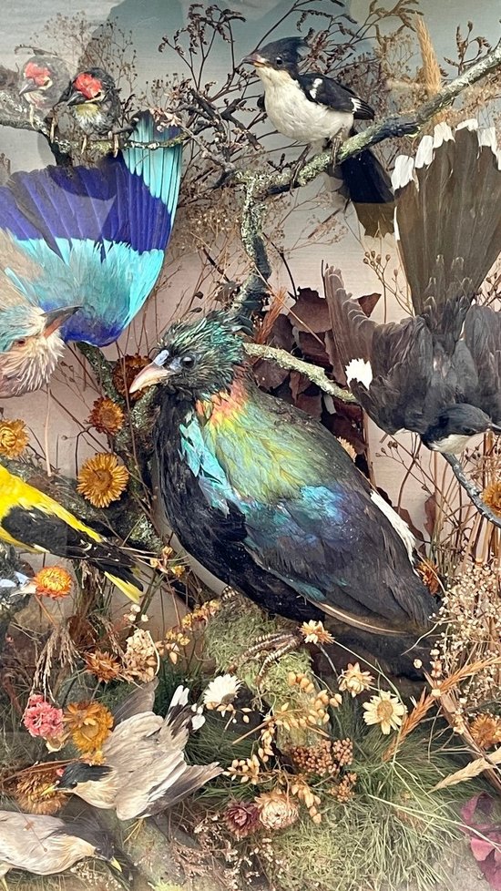 Ornithological Showcase Or Naturalist Showcase With Birds, XXth Century