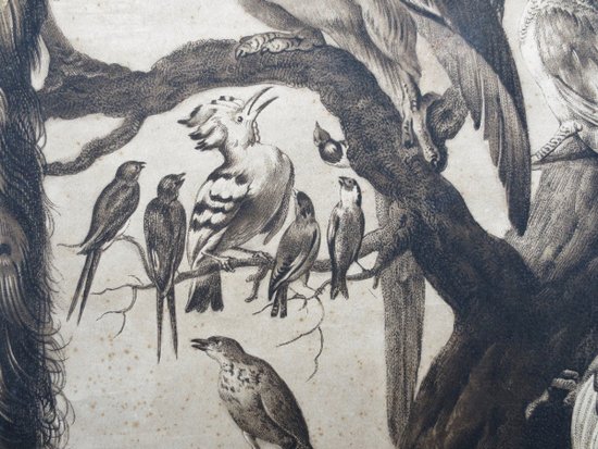 Gravure XVIIIe Siècle, « A Concert Of Birds ».
