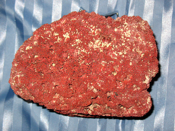 Große rote Koralle Tubipora Musica 2,5 kg