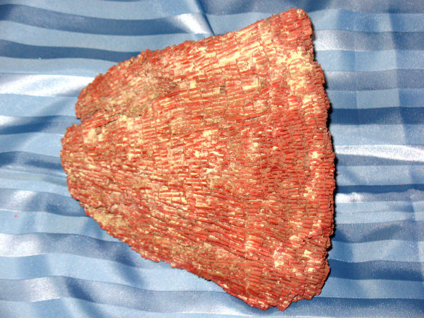 Große rote Koralle Tubipora Musica 2,5 kg