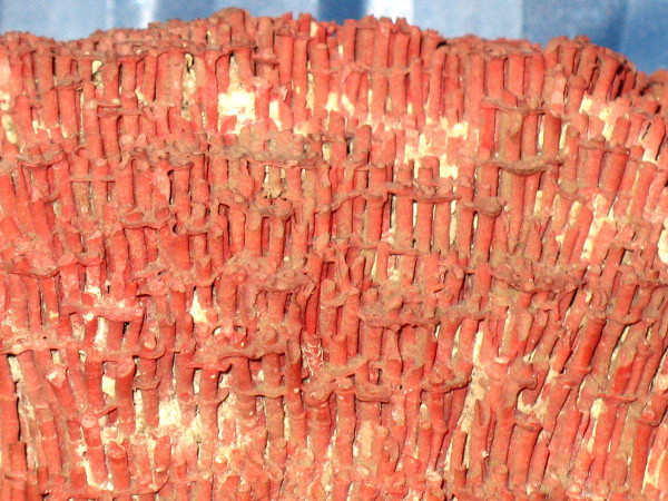 Große rote Koralle Tubipora Musica 2,5 kg