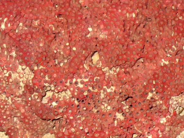 Große rote Koralle Tubipora Musica 2,5 kg