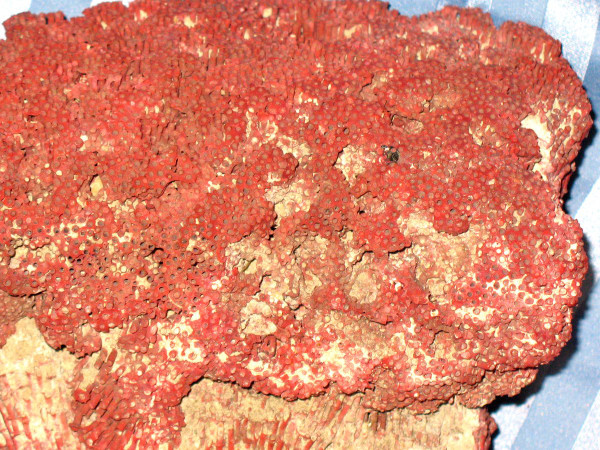 Große rote Koralle Tubipora Musica 2,5 kg