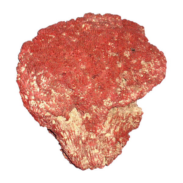 Gros corail rouge Tubipora Musica de 2,5 kg