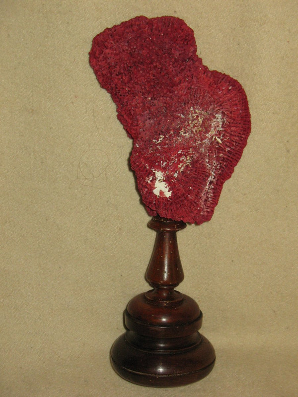 Large red coral Tubipora mounted on a wooden base cabinet of curiosities