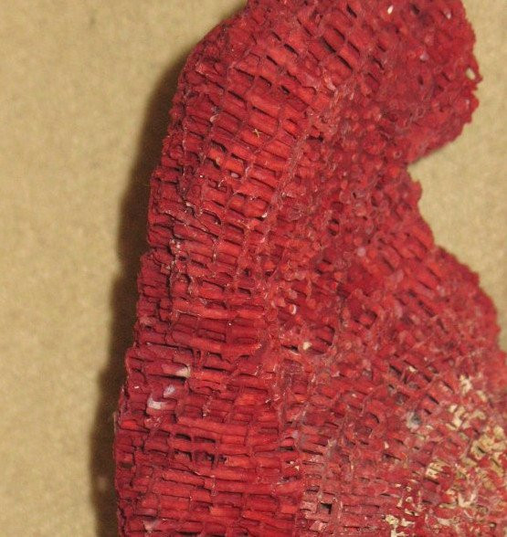 Large red coral Tubipora mounted on a wooden base cabinet of curiosities