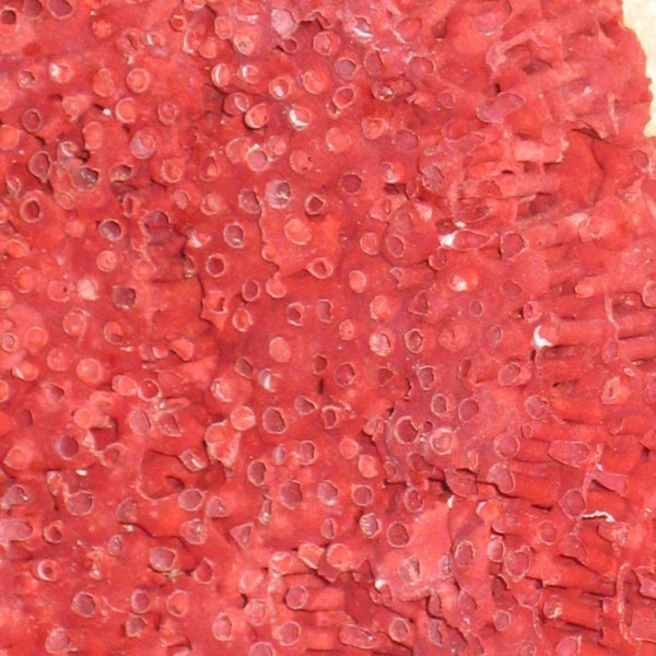 Large red coral Tubipora mounted on a wooden base cabinet of curiosities