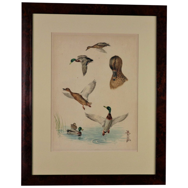 Riab Boris, étude De Canards Colvert, Aquarelle Signée