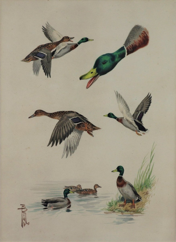 RIAB Boris, étude De Canards Colvert, Aquarelle Signée