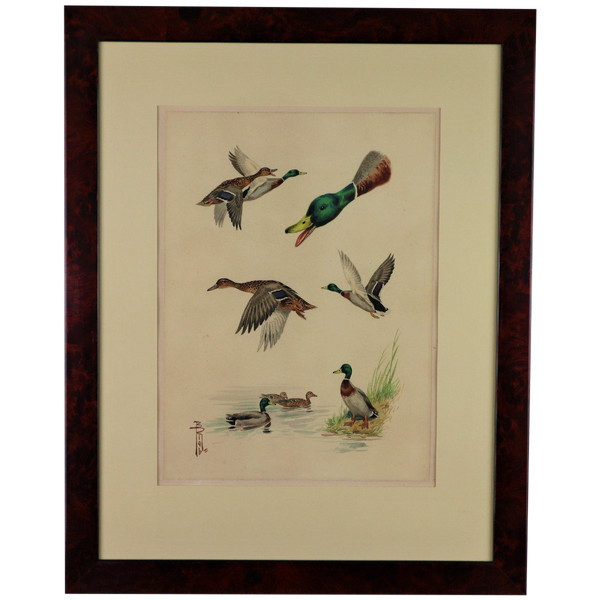 RIAB Boris, étude De Canards Colvert, Aquarelle Signée