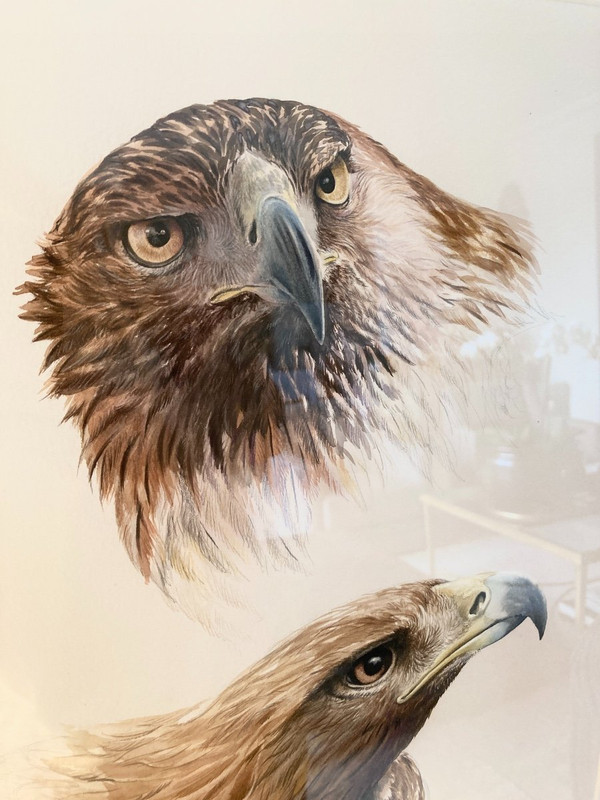 Aquarelle à deux têtes d'aigles royals signées Philippe Varnardois