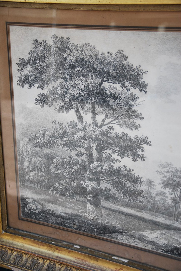 Grande Disegno Paesaggio E Alberi Firmato Wartel, XIX Secolo Periodo Impero