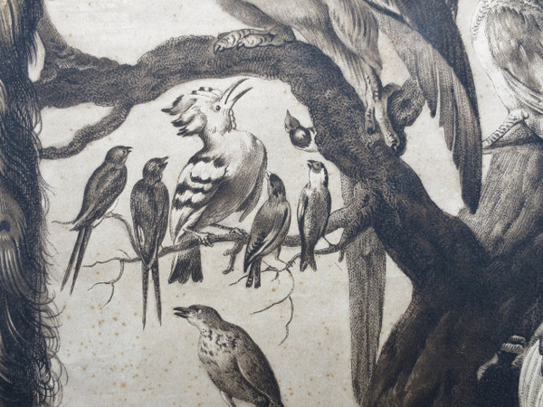 18th century engraving, “A Concert of Birds”.