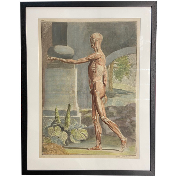 Albinus – Ecorché – Print engraved on Copper - 1749