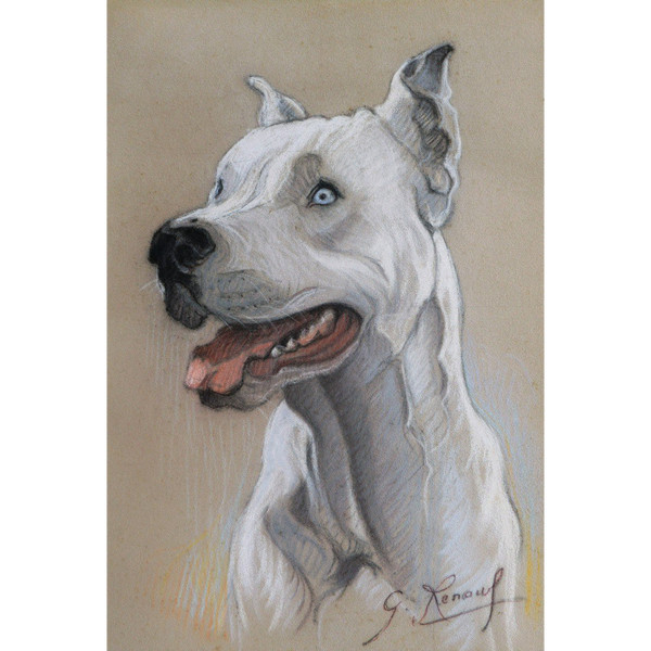 École FRANÇAISE circa 1930, Portrait de dogue argentin aux yeux bleus
