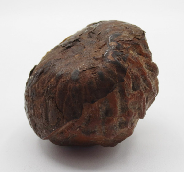 Marron d'Inde sculpté, XIXe siècle.