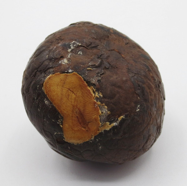 Marron d'Inde sculpté, XIXe siècle.