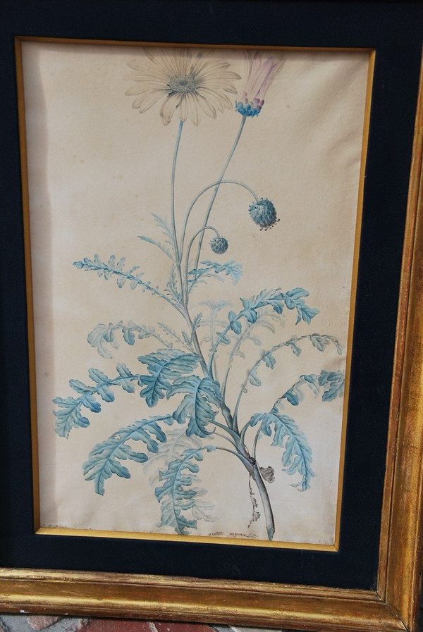 Redouté Pierre Joseph, Coppia di acquerelli di fiori del XVIII secolo