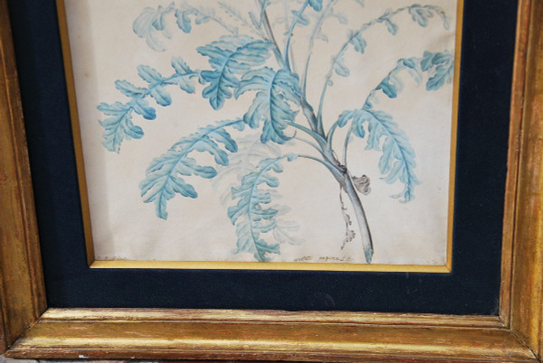 Redouté Pierre Joseph, Coppia di acquerelli di fiori del XVIII secolo