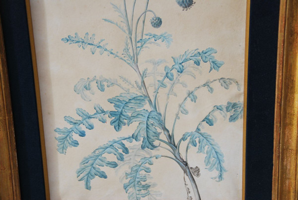 Redouté Pierre Joseph, Coppia di acquerelli di fiori del XVIII secolo