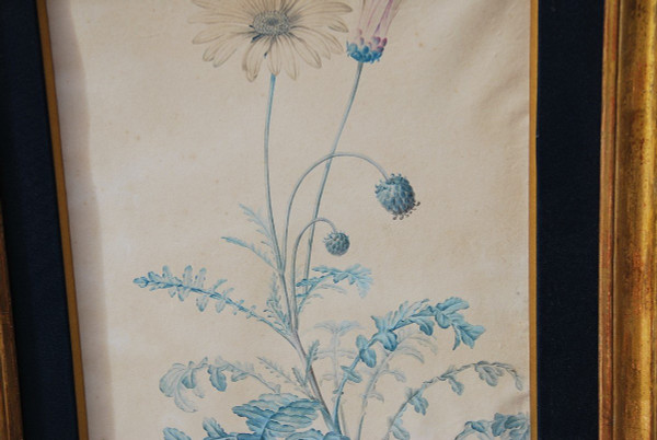 Redouté Pierre Joseph, Coppia di acquerelli di fiori del XVIII secolo