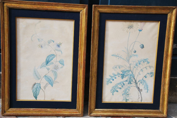 Redouté Pierre Joseph, Coppia di acquerelli di fiori del XVIII secolo