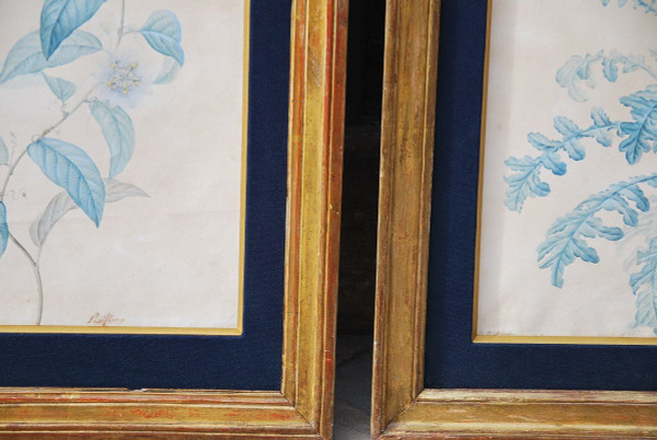 Redouté Pierre Joseph, Coppia di acquerelli di fiori del XVIII secolo
