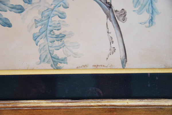 Redouté Pierre Joseph, Coppia di acquerelli di fiori del XVIII secolo