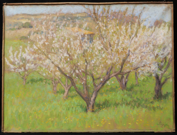 Marcel POGGIOLI, Fiori di ciliegio in Provenza