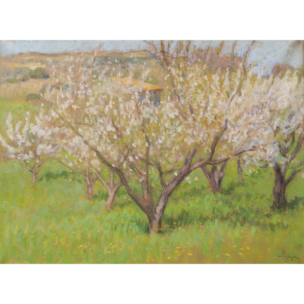 Marcel POGGIOLI, Fiori di ciliegio in Provenza