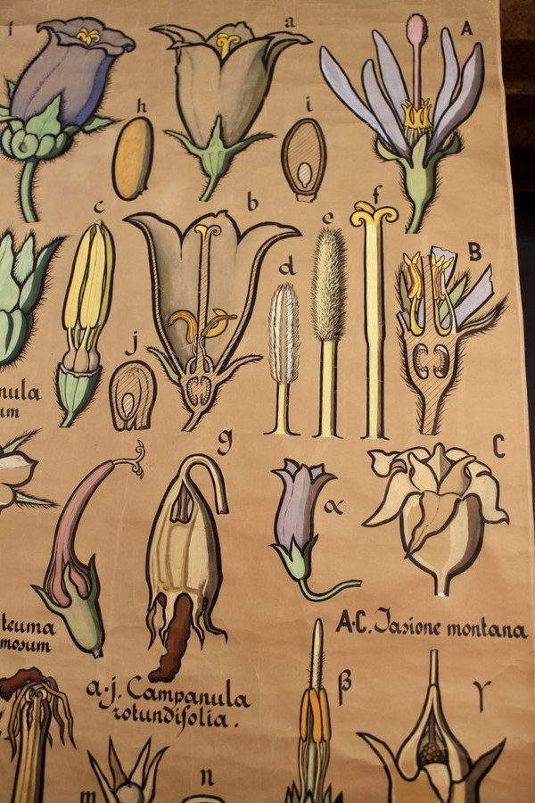 Poster Botanische Tafel Campanulaceae