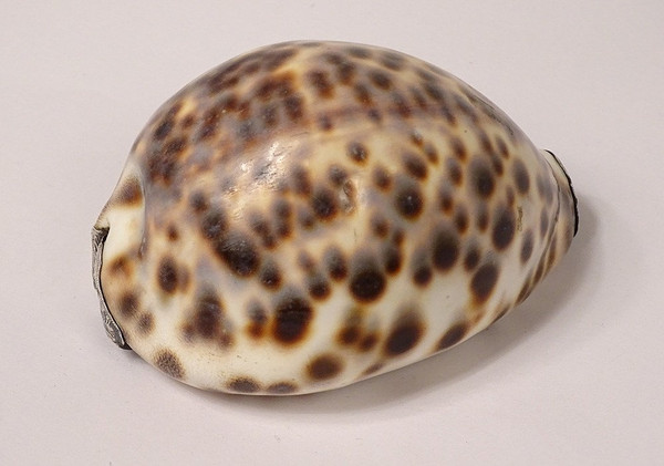 Tabatière Coquillage Moucheté Porcelaine Monture Argent Massif XIXè Siècle