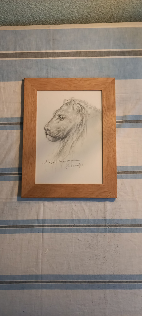 Portrait of a lion in gray pencil (after Rosa Bonheur 1822 1899)