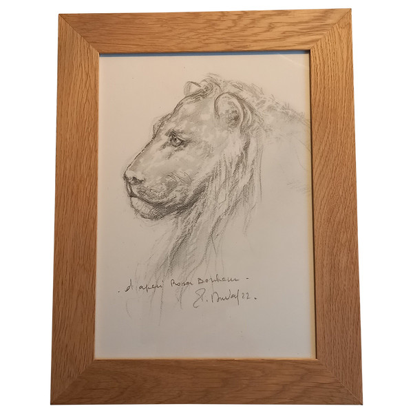 Portrait of a lion in gray pencil (after Rosa Bonheur 1822 1899)