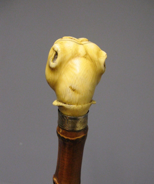 Canne à tête de chien.
