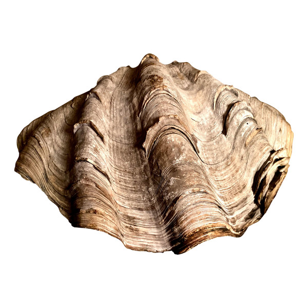 Rare stoup shell with patina and traces of holy water, 18th century