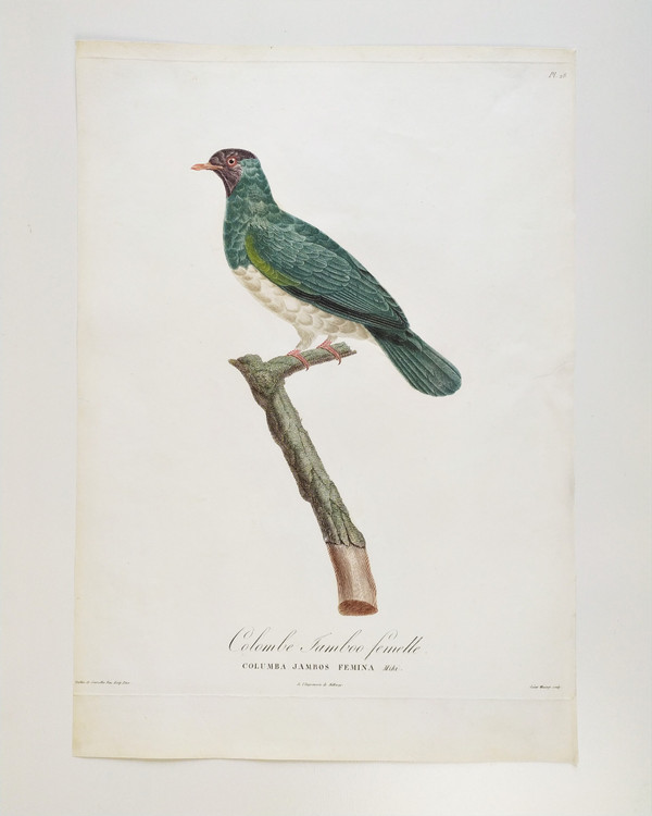 Etching Jamboo Dove  Watercolored Engraving 19th Century