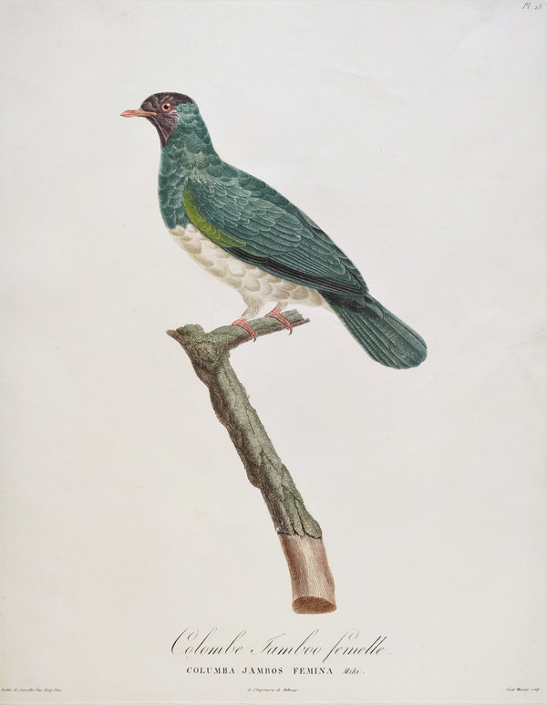 Etching Jamboo Dove  Watercolored Engraving 19th Century