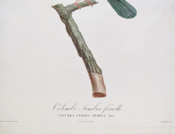 Etching Jamboo Dove  Watercolored Engraving 19th Century