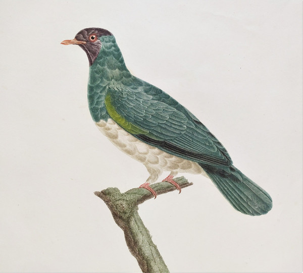 Etching Jamboo Dove  Watercolored Engraving 19th Century