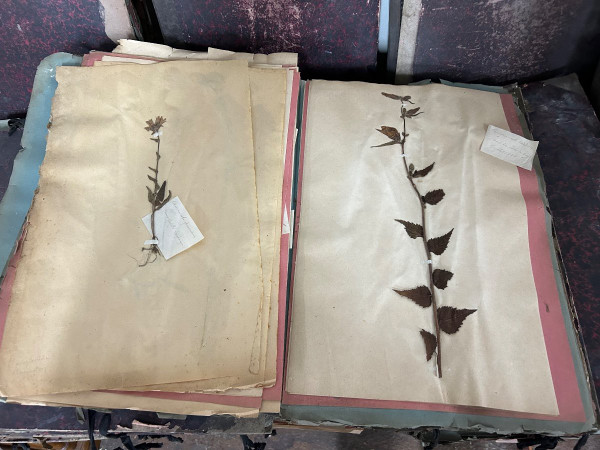 Rare Ensemble De Neuf Volumes D’herbier L Thouvenin Vers 1880-90