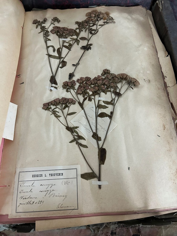 Rare Ensemble De Neuf Volumes D’herbier L Thouvenin Vers 1880-90